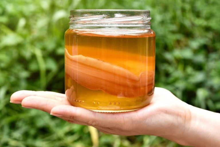 kombucha bienfaits 1