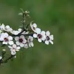 miel de manuka bienfaits proprietes et guide complet pour choisir le meilleur 1