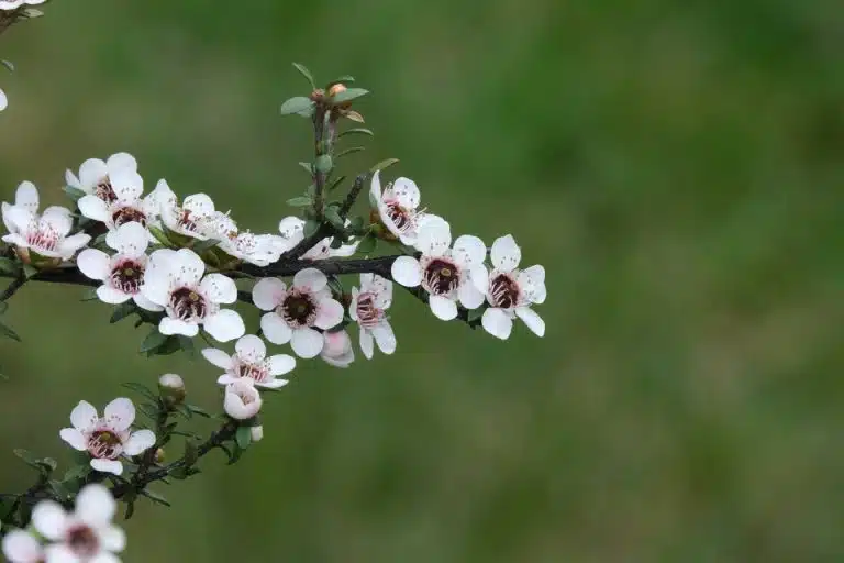 miel de manuka bienfaits proprietes et guide complet pour choisir le meilleur 1
