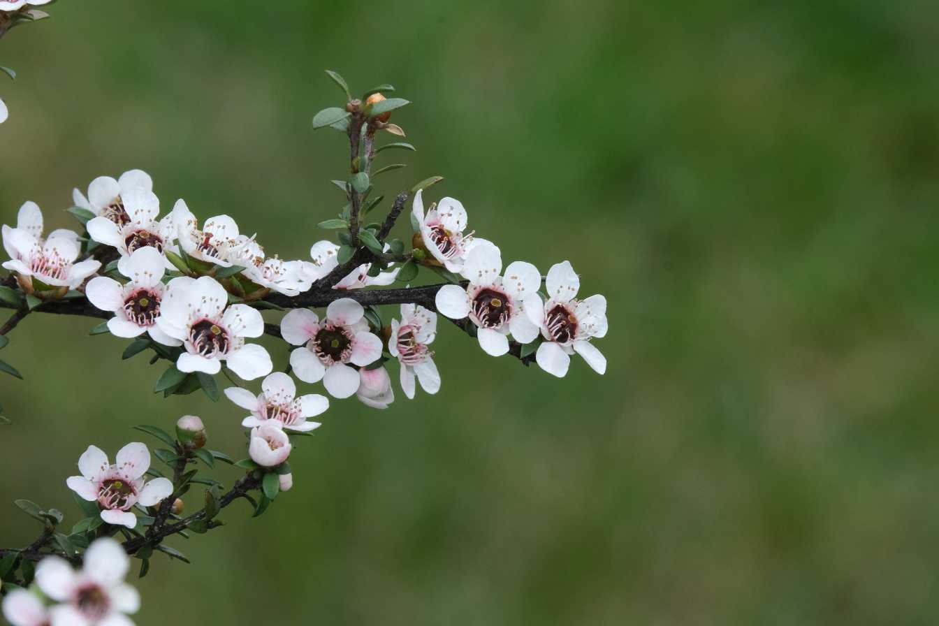 miel de manuka bienfaits proprietes et guide complet pour choisir le meilleur 1