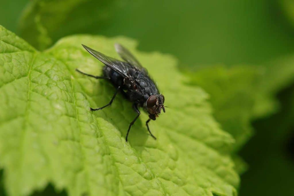 mouche dans la maison signification ce qu elles revelent vraiment sur votre interieur 1