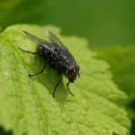 mouche dans la maison signification ce qu elles revelent vraiment sur votre interieur 1