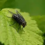 mouche dans la maison signification ce qu elles revelent vraiment sur votre interieur 1