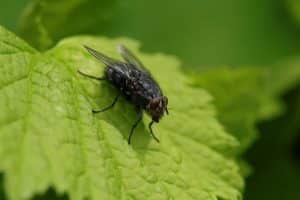 mouche dans la maison signification ce qu elles revelent vraiment sur votre interieur 1