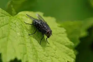 mouche dans la maison signification ce qu elles revelent vraiment sur votre interieur 1