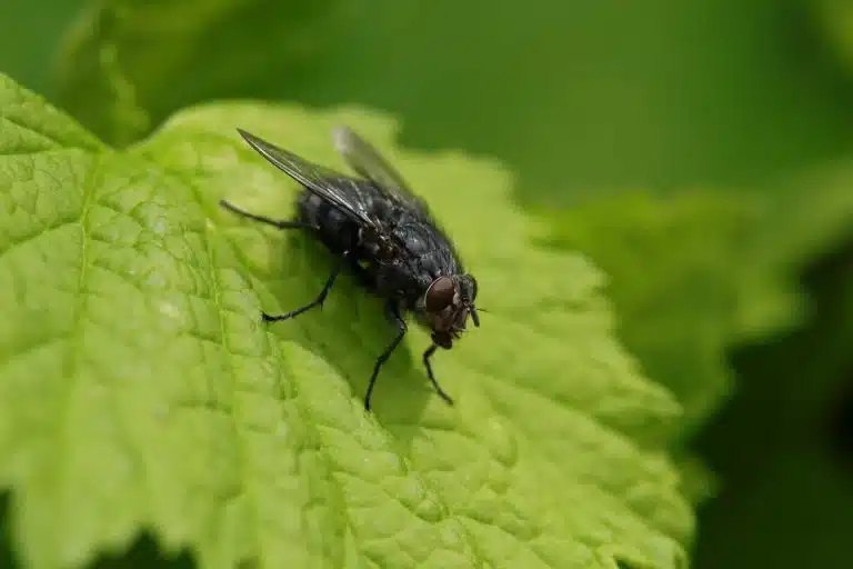 mouche dans la maison signification ce qu elles revelent vraiment sur votre interieur 1